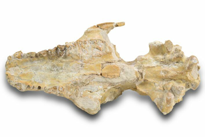 Partial Oreodont (Eporeodon?) Upper Skull - South Dakota #300012